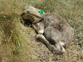 Смотреть фото Сайгак Фото Сайгак