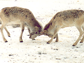 Сайгак Сайгак