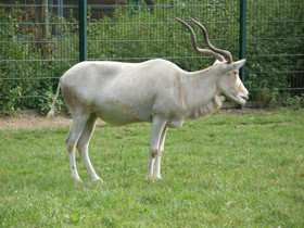 Фото Аддакс