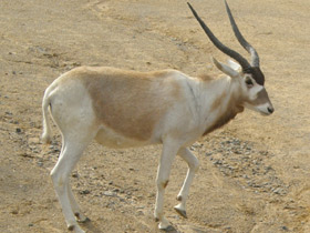 Фото Аддакс