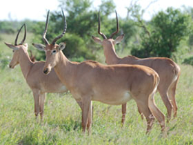 Смотреть фото Бубал Хантера Фото Бубал Хантера