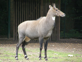 Смотреть фото Нильгау Фото Нильгау