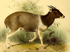 Смотреть фото Чепрачный дукер Фото Чепрачный дукер