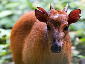 Смотреть фото Дукер Оджилби Фото Дукер Оджилби
