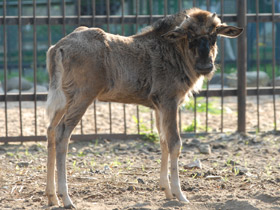 Смотреть фото Белохвостый гну Фото Белохвостый гну