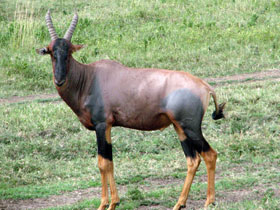 Смотреть фото Топи Фото Топи