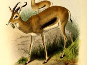 Смотреть фото Газель Хойглина Фото Газель Хойглина