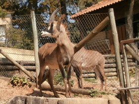 Смотреть фото Лошадиная антилопа Фото Лошадиная антилопа