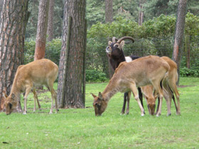 Смотреть фото Суданский козел Фото Суданский козел