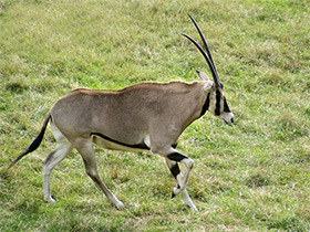 Фото Орикс бейза