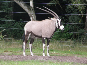 Смотреть фото Обыкновенный орикс Фото Обыкновенный орикс