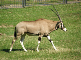 Смотреть фото Обыкновенный орикс Фото Обыкновенный орикс