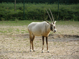 Смотреть фото Аравийский орикс Фото Аравийский орикс