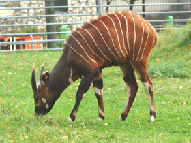 Смотреть фото Бонго Фото Бонго