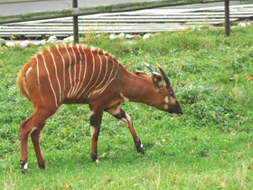 Смотреть фото Бонго Фото Бонго