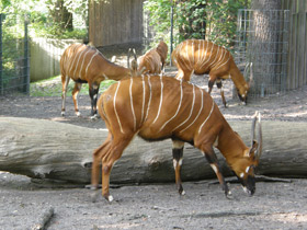 Смотреть фото Бонго Фото Бонго