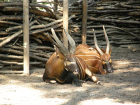 Смотреть фото Бонго Фото Бонго