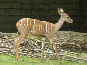 Смотреть фото Малый куду Фото Малый куду