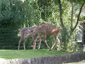 Смотреть фото Большой куду Фото Большой куду