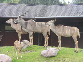 Смотреть фото Большой куду Фото Большой куду