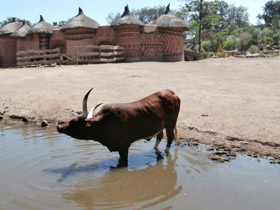 Фото Бык ватусси