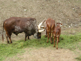 Фото Бык ватусси