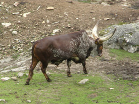 Фото Бык ватусси