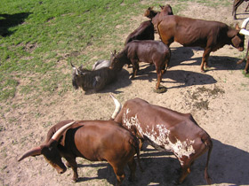 Фото Бык ватусси