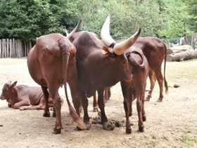 Фото Бык ватусси