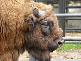 Смотреть фото Животные - символы Фото Животные - символы