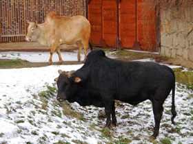 Фото Удивительные животные Мадагаскара. Часть 1