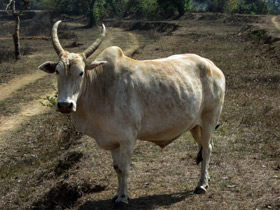 Фото Священные животные