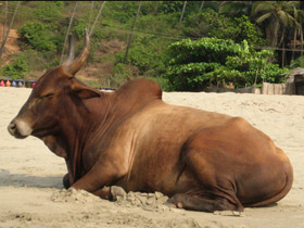 Фото Священные животные