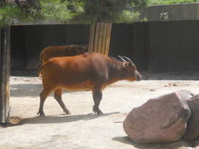 Смотреть фото Африканский карликовый буйвол Фото Африканский карликовый буйвол