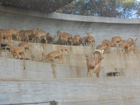 Смотреть фото Гривистый баран Фото Гривистый баран