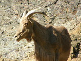 Смотреть фото Гривистый баран Фото Гривистый баран