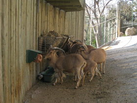 Смотреть фото Гривистый баран Фото Гривистый баран