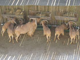 Смотреть фото Гривистый баран Фото Гривистый баран