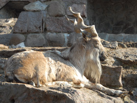 Фото Винторогий козёл