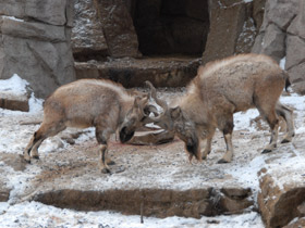 Фото Винторогий козёл