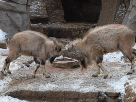 Фото Винторогий козёл