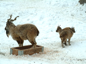 Фото Винторогий козёл