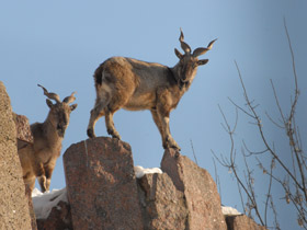 Винторогий козёл