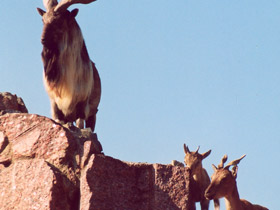 Фото Винторогий козёл