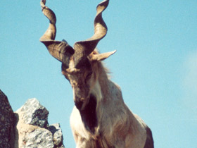 Фото Винторогий козёл