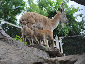 Фото Винторогий козёл