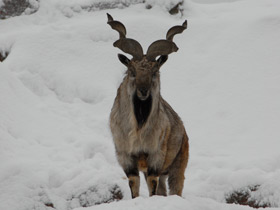 Фото Винторогий козёл