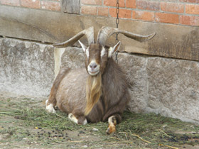 Фото 15 смешных фактов о животных. Часть 2.