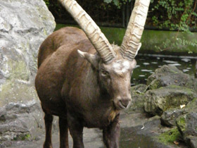 Смотреть фото Ибекс Фото Ибекс