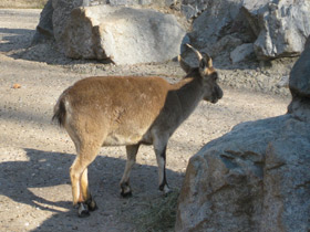 Фото Пиренейский козёл